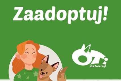 Poznaj psy do adopcji